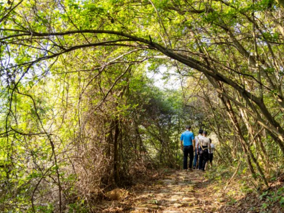 福清阳下街道状元古驿道森林步道