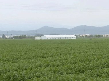 福清市上迳镇土堡洋自然村西芹迎来大丰收