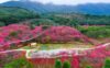 福清灵石山公园万株樱花盛开