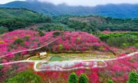 福清灵石山公园万株樱花盛开