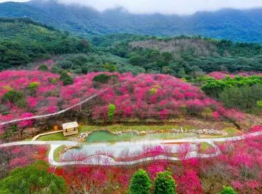 福清灵石山公园万株樱花盛开