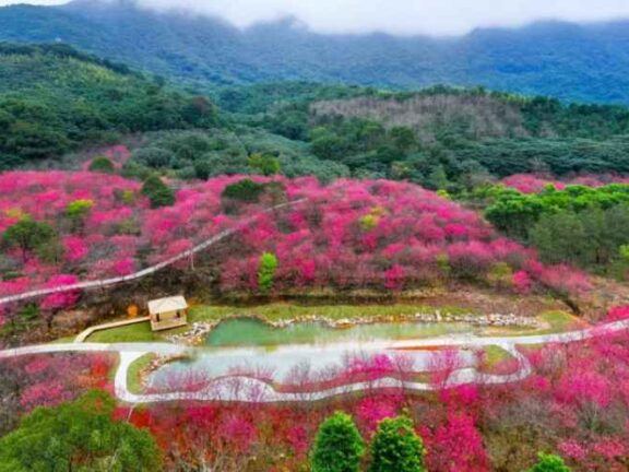 福清灵石山公园万株樱花盛开