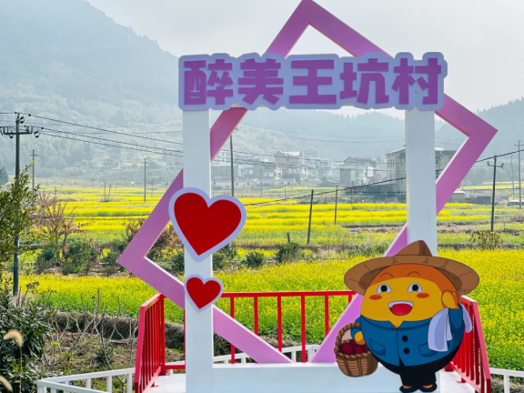 福清一都镇王坑村300多亩的油菜花盛开